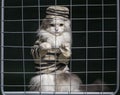 Cat criminal behind bars Royalty Free Stock Photo