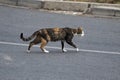 Cat is crossing above the white line Royalty Free Stock Photo