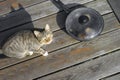 Cat crouching to a frying pan