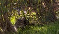 Cat crouching under a bush in the grass. Royalty Free Stock Photo