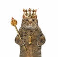 Cat in crown holds gold scepter