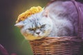 A cat crowned with a floral wreath lies in a basket Royalty Free Stock Photo
