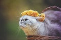 A cat crowned with a floral wreath lies in a basket Royalty Free Stock Photo