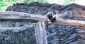 Cat cuddled on a wooden log looking at camera. Copy space