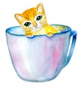 Cat in the cup