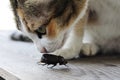 Cat play with dark brown beetle on the table Royalty Free Stock Photo