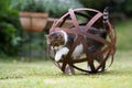 Cat curious about garden orb sculpture Royalty Free Stock Photo