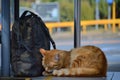 cat curled up next to a forgotten bag at a quiet bus stop Royalty Free Stock Photo