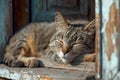 cat curled up peacefully on rustic porch, enjoying warm sunlight Royalty Free Stock Photo