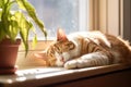 cat curled up and sleeping on a sunny windowsill Royalty Free Stock Photo