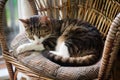 cat curled up on a wicker chair cushion