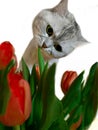 Cat With Cut Animals , Greetings card ,Funny kitty With Red Flowers ,Women`s day tulip bouquet,greeting card ,spring Season Tulip