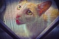 CAT WITH CUTE EXPRESSION looking through wire mesh