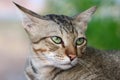 Cat cute, cat face portrait beautiful eyes cat close up Royalty Free Stock Photo