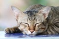 Cat cute, cat face sleeping portrait beautiful close up