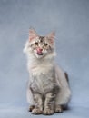 cat cute feline. Gray Maine Coon kitten on a blue background