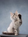 cat cute feline. Gray Maine Coon kitten on a blue background