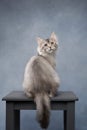 cat cute feline. Gray Maine Coon kitten on a blue background