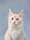 cat cute feline. Gray Maine Coon kitten on a blue background