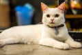 Cat cute little ginger kitten in the fluffy pet comfortably settled is Lying on the table happy in the evening time