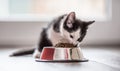 Cat. Cute little kitten with a bowl of granules at home or in the garden Royalty Free Stock Photo