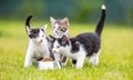 Cat. Cute little kitten with a bowl of granules at home or in the garden Royalty Free Stock Photo