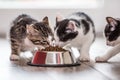 Cat. Cute little kitten with a bowl of granules at home or in the garden Royalty Free Stock Photo