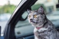 Cat so cute sitting inside a car wait for travel