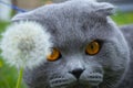 Cat and dandelion Royalty Free Stock Photo