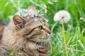 Cat with dandelion Royalty Free Stock Photo