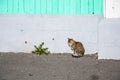 Cat and dandelion