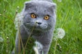 Cat and Dandelions Royalty Free Stock Photo