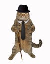 Cat dandy with cane
