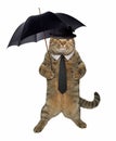 Cat dandy with umbrella