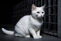 Cat in a dark prison cell. AI created.