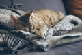 Cat day sleeping routine. Tabby kitty sleeping on gray plaid wool blanket with tassels on the couch.