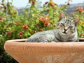 Cat in decorative pot outdoors Royalty Free Stock Photo