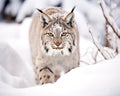 cat in the deep snow. Royalty Free Stock Photo