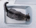 Cat defecating in the litter tray. Urinary illness