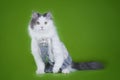 Cat-designer presents his collection of clothes Royalty Free Stock Photo