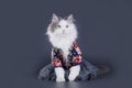 Cat-designer presents his collection of clothes Royalty Free Stock Photo