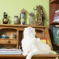 Cat on the desk looking up Royalty Free Stock Photo