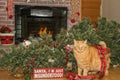 Cat Destroys Christmas Royalty Free Stock Photo