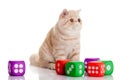 Cat with dices isolated on white backgroud pet toys Royalty Free Stock Photo