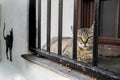 Cat of different colors laid on a window sill and a black cat silhouette painted on a white wall of a house Royalty Free Stock Photo