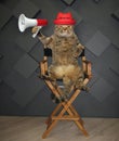 Cat director on chair Royalty Free Stock Photo