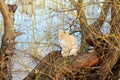 The cat disappeared into the branches of a willow Royalty Free Stock Photo