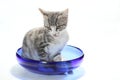 Cat and dish Royalty Free Stock Photo