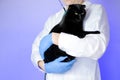 cat doctor.Veterinary procedures for cats.Cat health.Examining a cat . black cat in the hands of a veterinarian on a