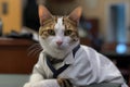 Cat In Doctors Coat Sits At Table In Hospital. Generative AI